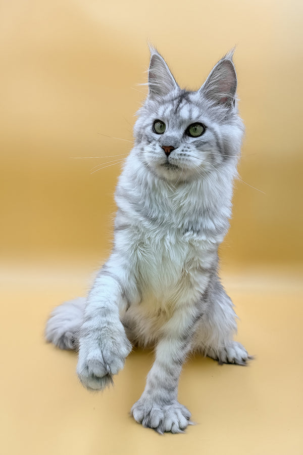 Marisha | Polydactyl Maine Coon Kitten