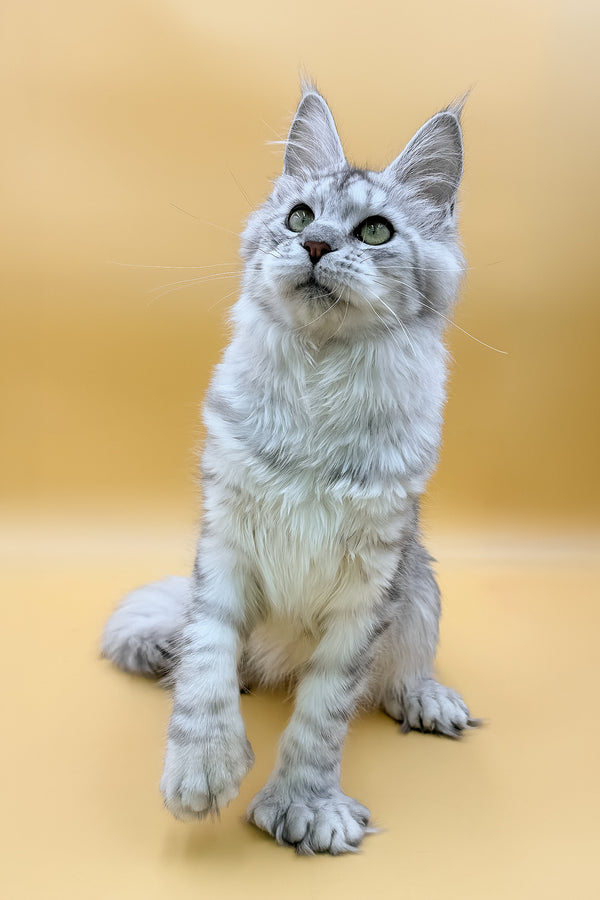 Marisha | Polydactyl Maine Coon Kitten