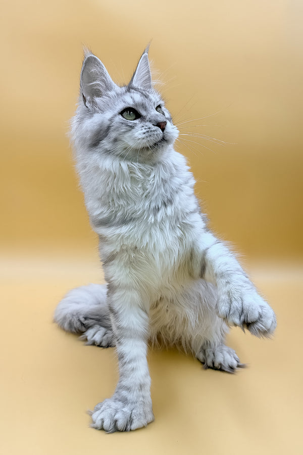 Marisha | Polydactyl Maine Coon Kitten