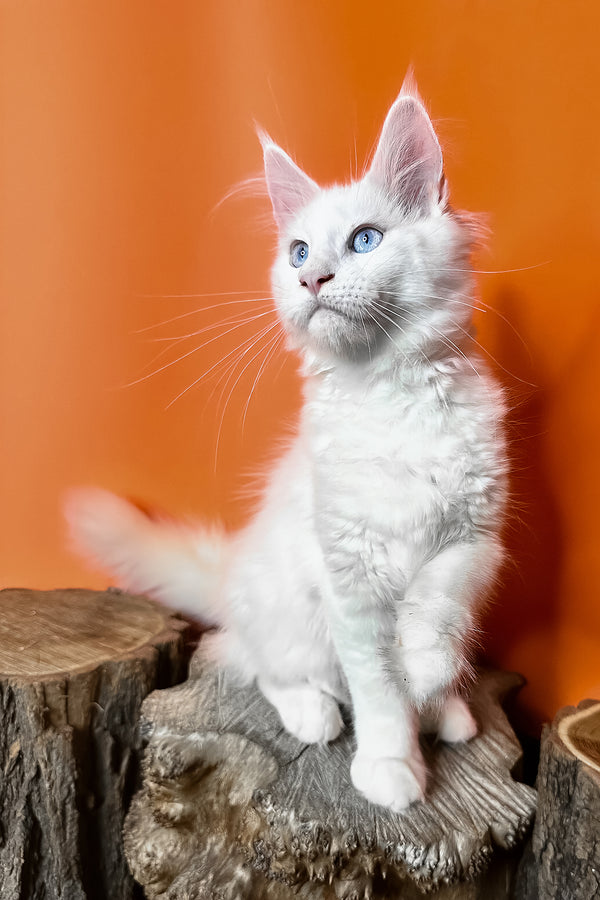 Melinda | Maine Coon Kitten