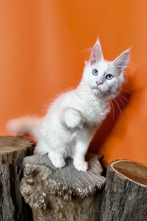 Melinda | Maine Coon Kitten