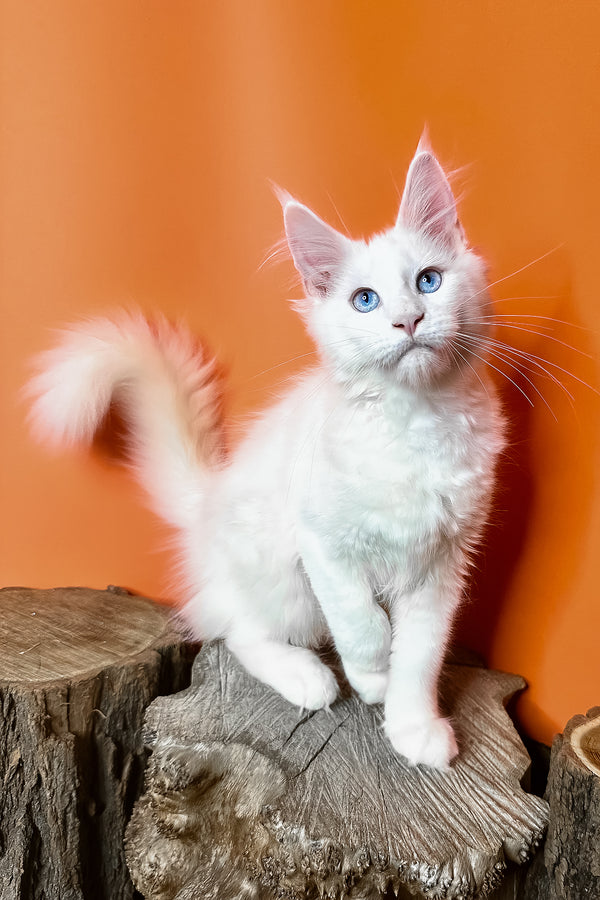 Melinda | Maine Coon Kitten