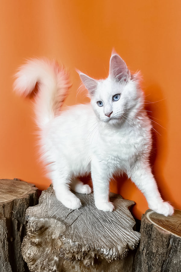 Melinda | Maine Coon Kitten