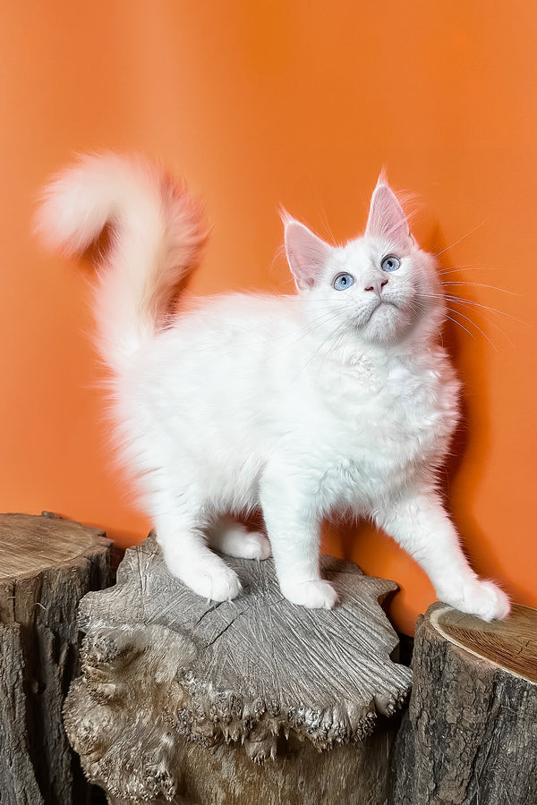 Melinda | Maine Coon Kitten