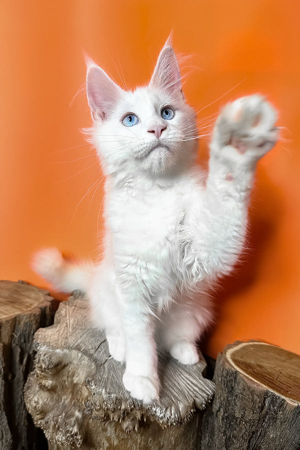 Melinda | Maine Coon Kitten