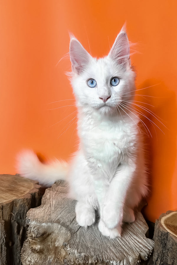 Melinda | Maine Coon Kitten