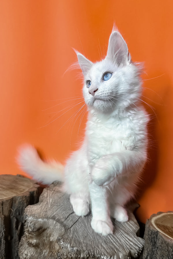 Melinda | Maine Coon Kitten