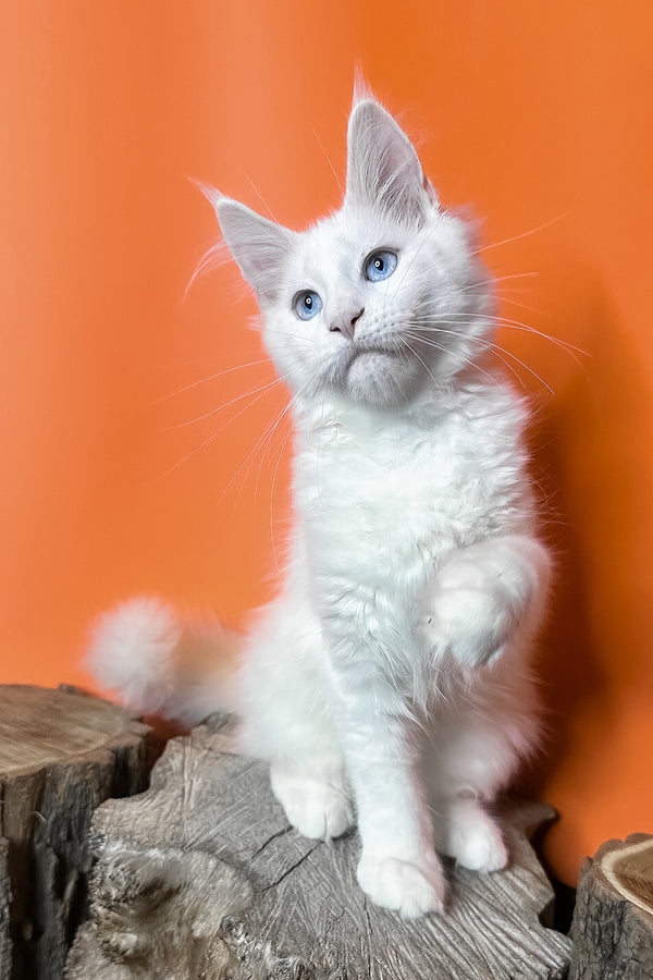 Melinda | Maine Coon Kitten