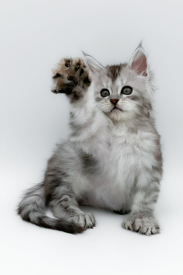 Mikki | Polydactyl Maine Coon Kitten