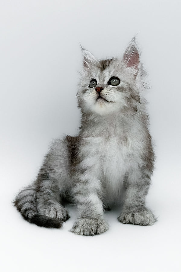 Mikki | Polydactyl Maine Coon Kitten