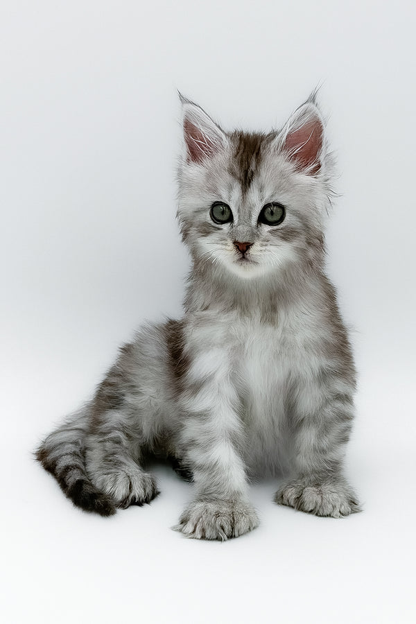 Mikki | Polydactyl Maine Coon Kitten