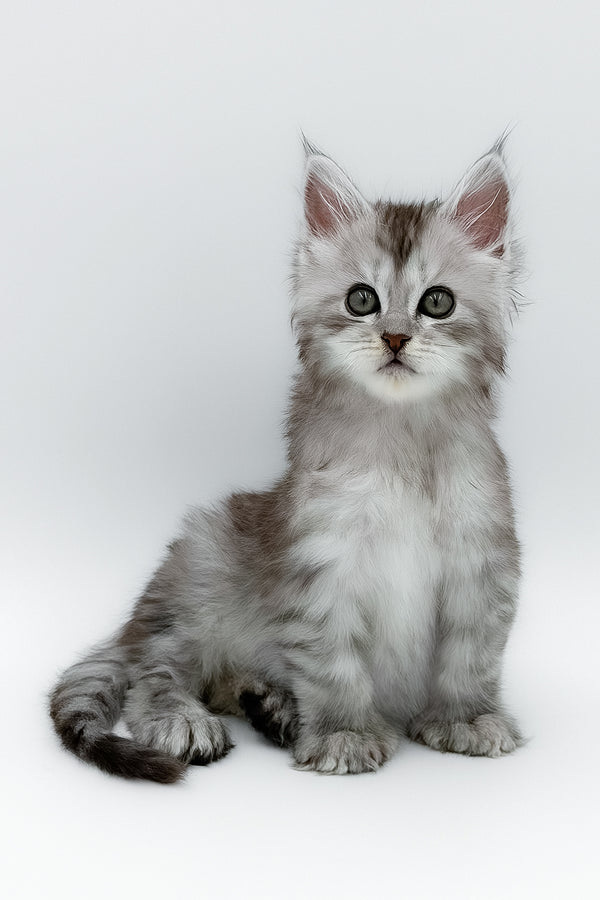 Mikki | Polydactyl Maine Coon Kitten