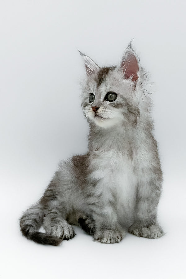 Mikki | Polydactyl Maine Coon Kitten