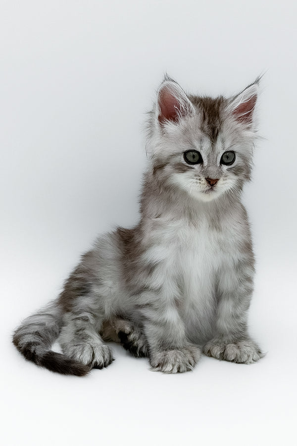 Mikki | Polydactyl Maine Coon Kitten