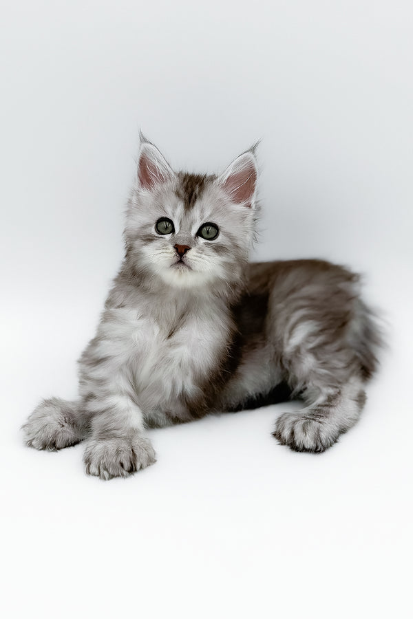 Mikki | Polydactyl Maine Coon Kitten