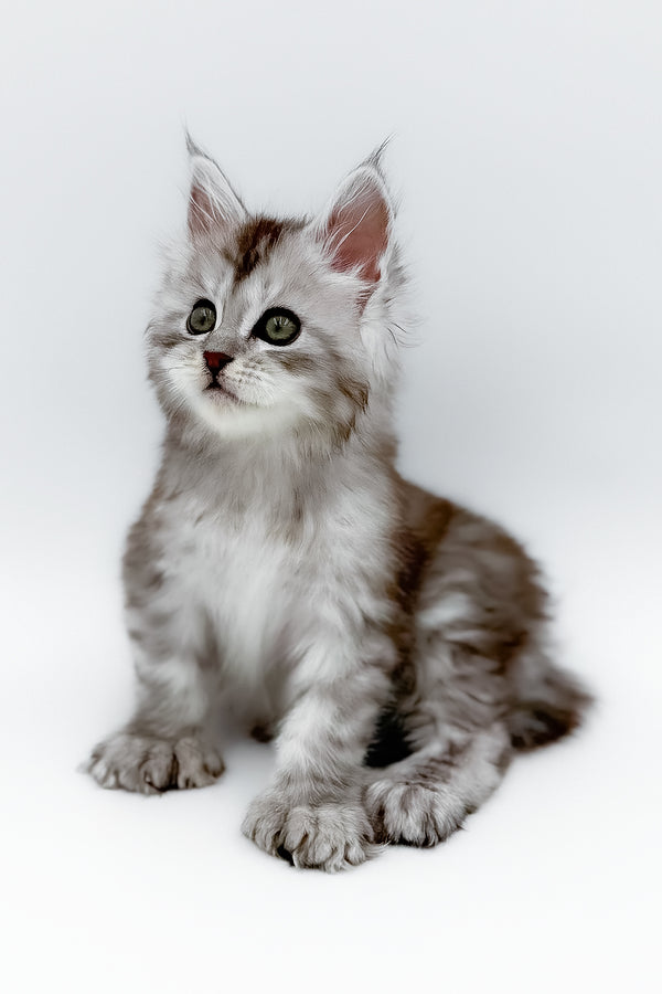Mikki | Polydactyl Maine Coon Kitten