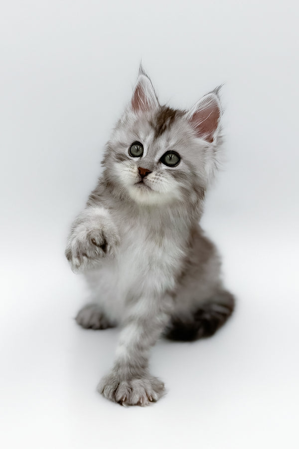 Mikki | Polydactyl Maine Coon Kitten