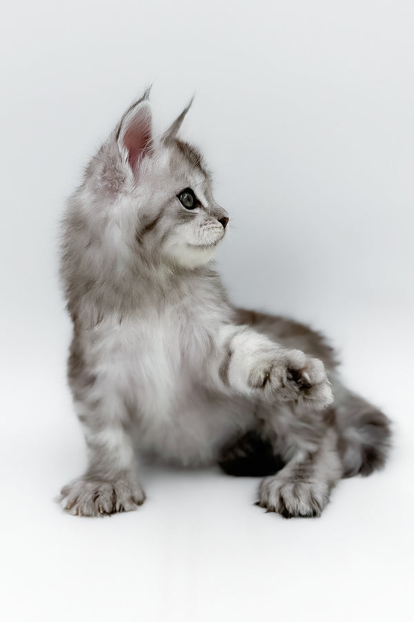 Mikki | Polydactyl Maine Coon Kitten