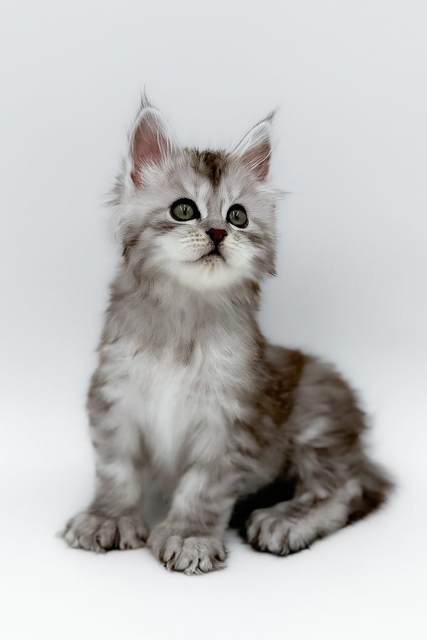 Mikki | Polydactyl Maine Coon Kitten