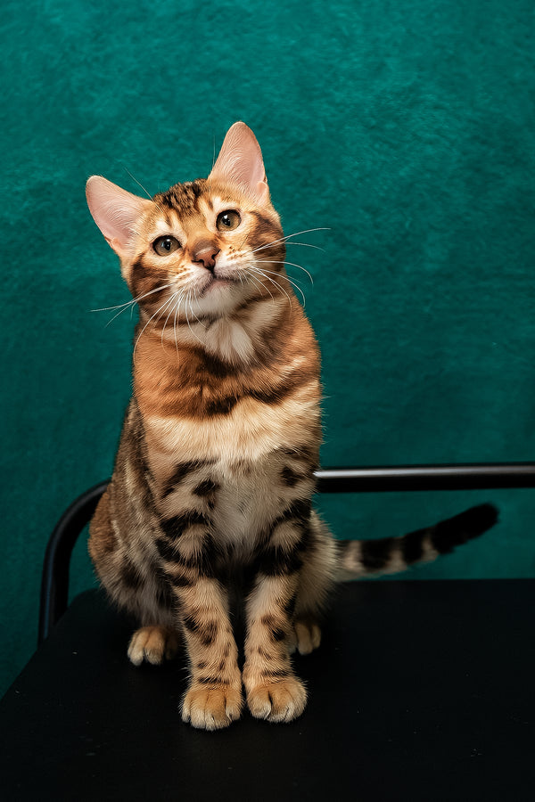 Amelia | Bengal Kitten