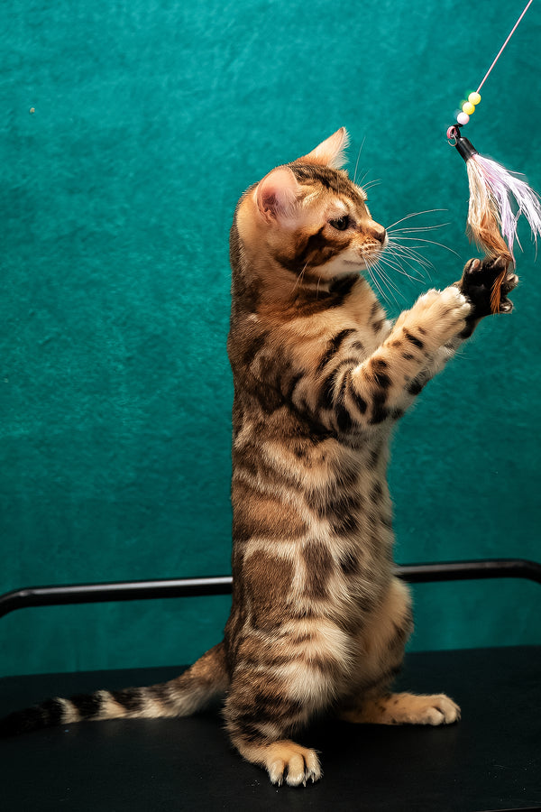 Amelia | Bengal Kitten