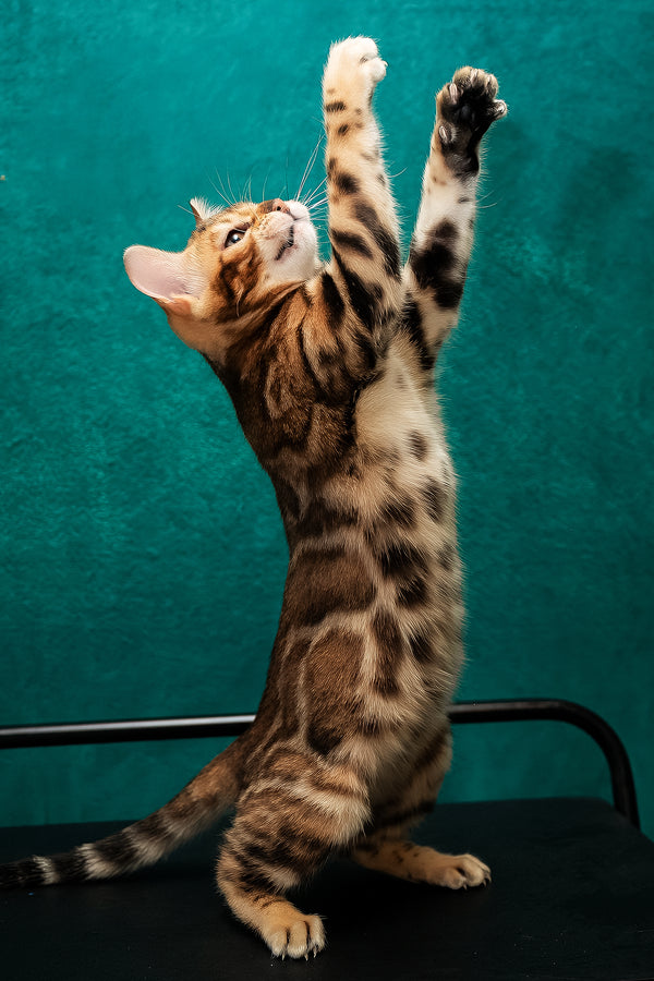 Amelia | Bengal Kitten