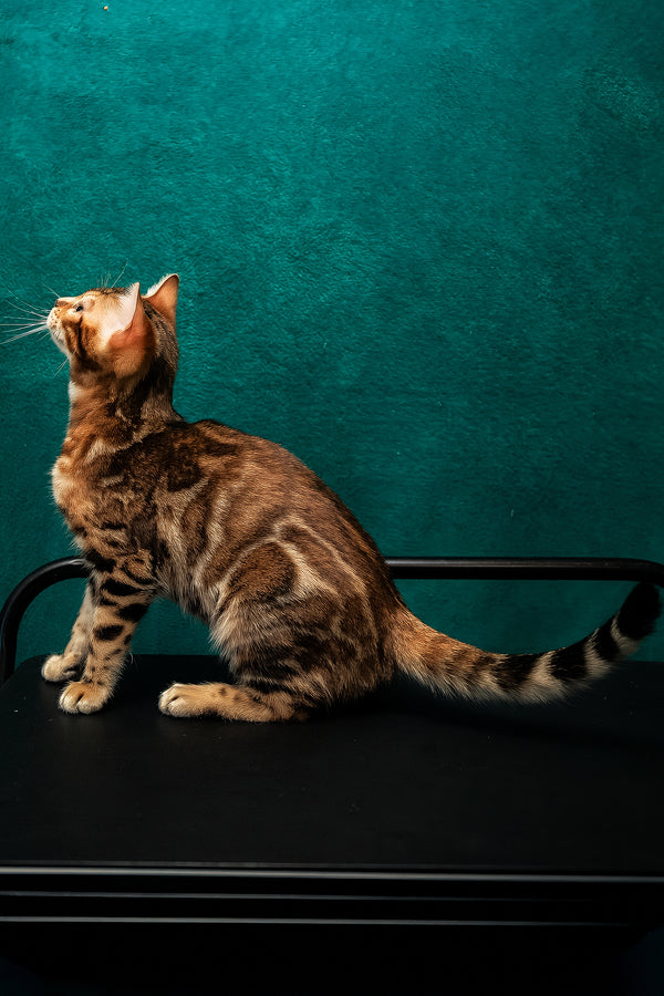 Amelia | Bengal Kitten