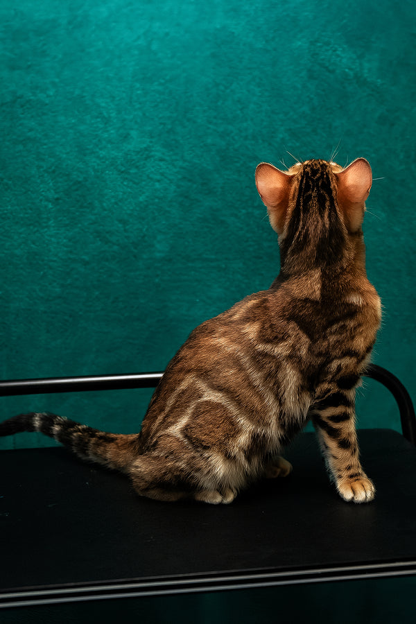 Amelia | Bengal Kitten