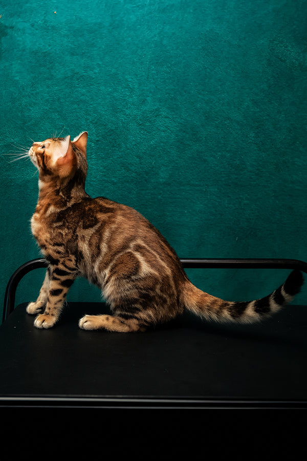 Amelia | Bengal Kitten