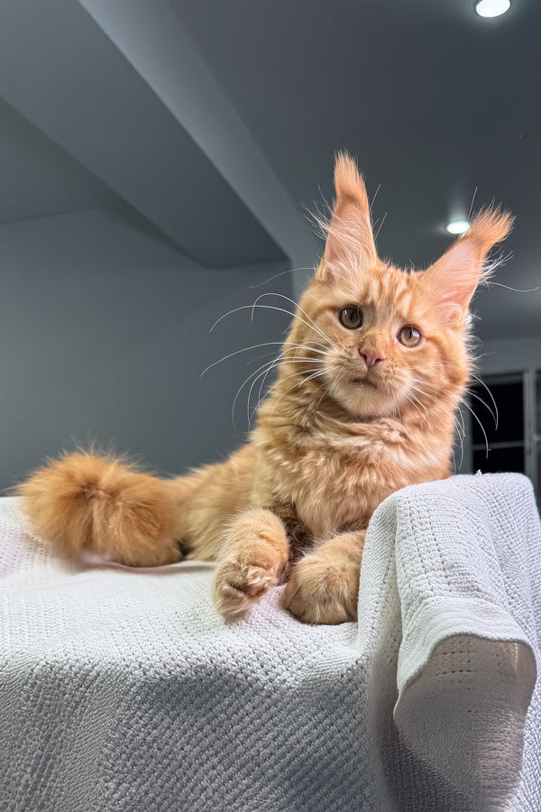Narnia | Maine Coon Kitten