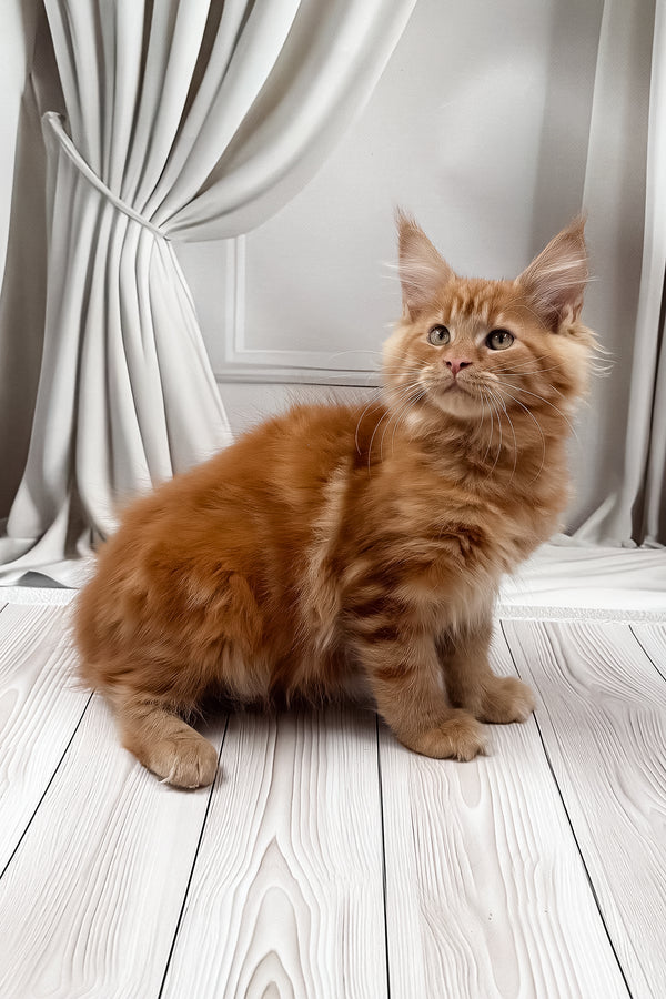 Narsi | Maine Coon Kitten