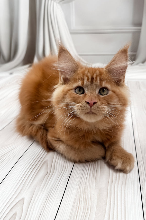 Narsi | Maine Coon Kitten