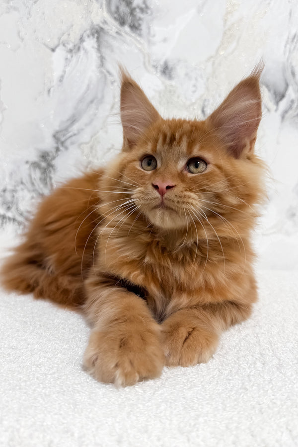 Narsi | Maine Coon Kitten