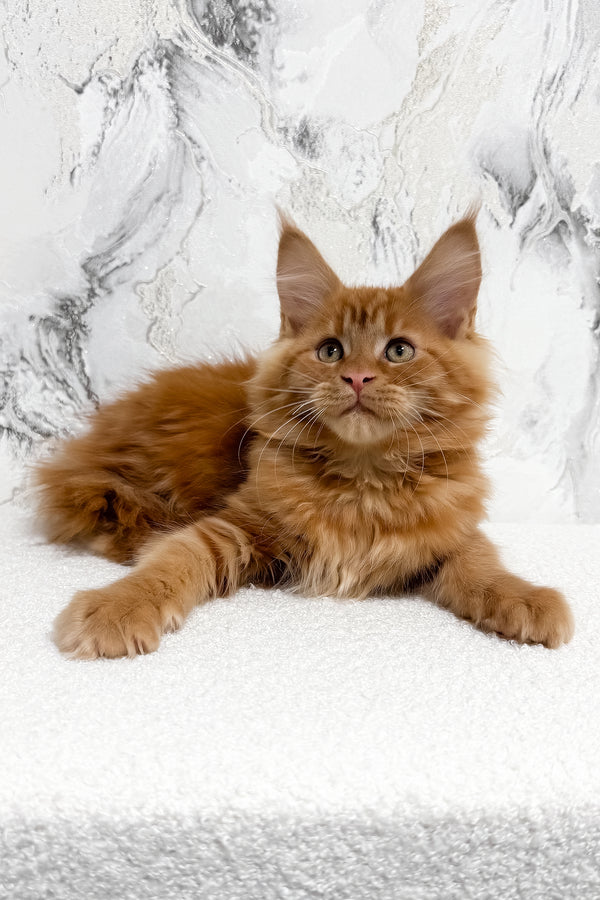 Narsi | Maine Coon Kitten