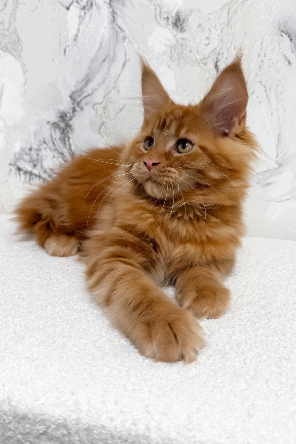 Narsi | Maine Coon Kitten