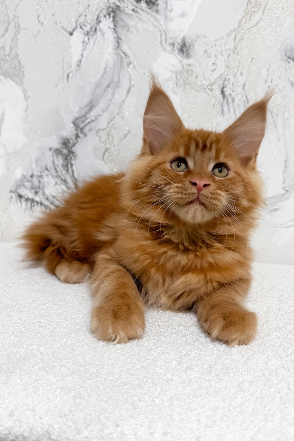 Narsi | Maine Coon Kitten
