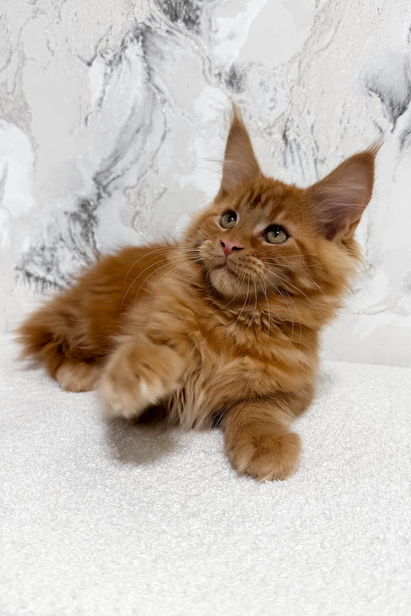 Narsi | Maine Coon Kitten