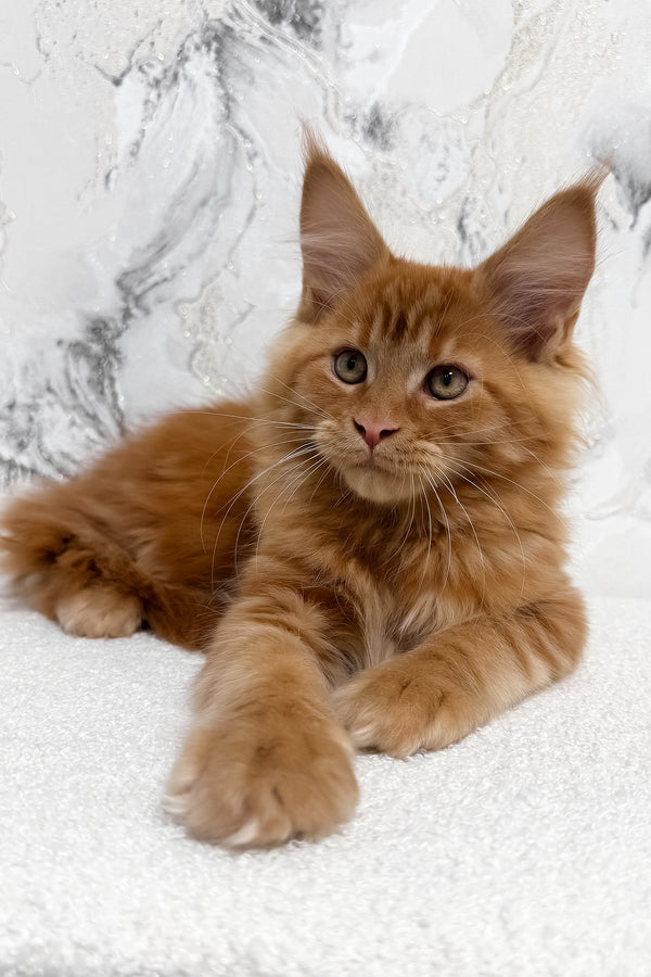 Narsi | Maine Coon Kitten