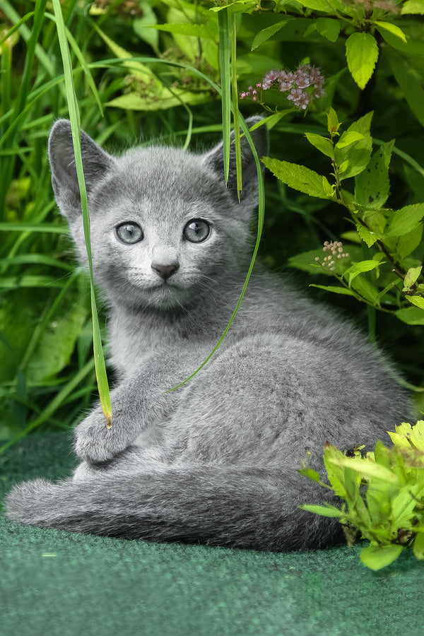 A fluffy gray russian blue kitten with striking blue eyes sits amidst green foliage perfect for purebred kitties fans