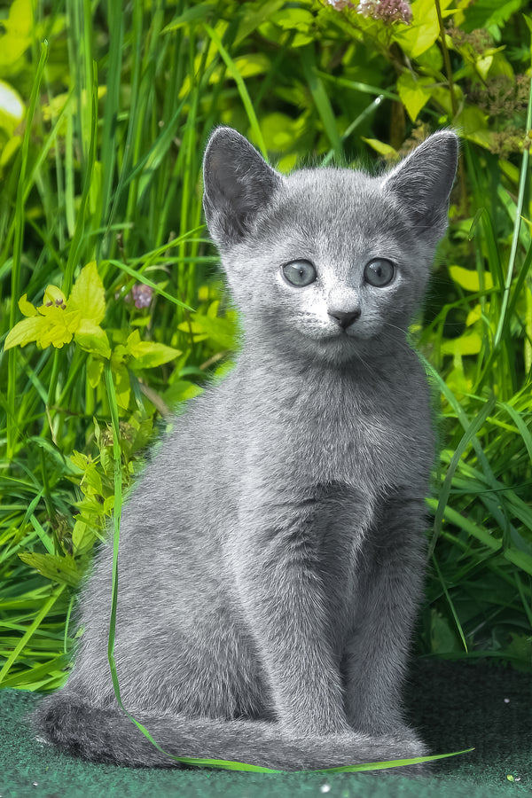 A fluffy gray russian blue kitten with striking blue eyes sitting in green grass perfect for purebred kitties lovers