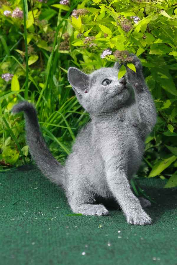 A fluffy russian blue kitten with bright green eyes reaches for purple flowers while sitting on green grass in lush foliage