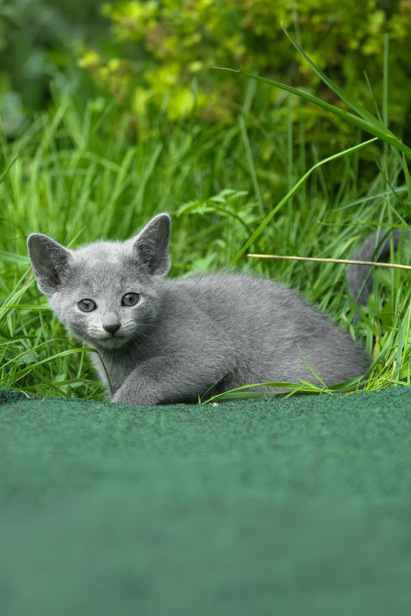 A fluffy gray russian blue kitten with striking blue eyes sitting in vibrant green grass perfect for purebred kitties fans