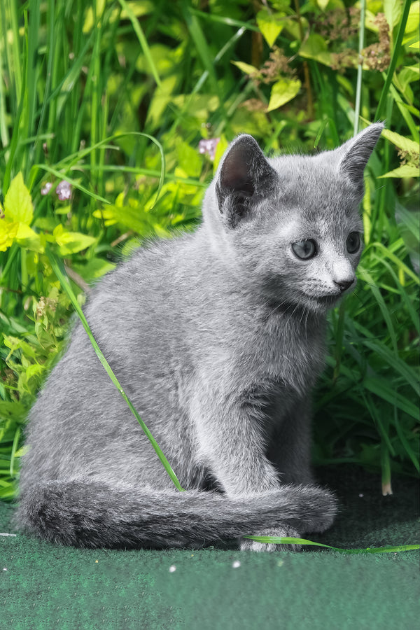 A sleek russian blue kitten with striking green eyes sits among lush green foliage purebred kitties charm