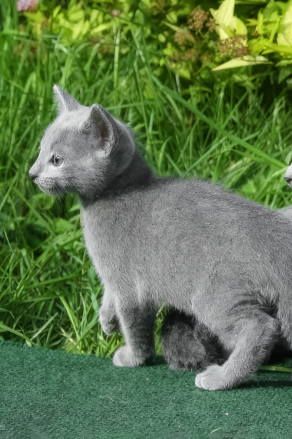 A sleek purebred russian blue kitten with soft gray fur and green eyes stands alert in a grassy outdoor setting