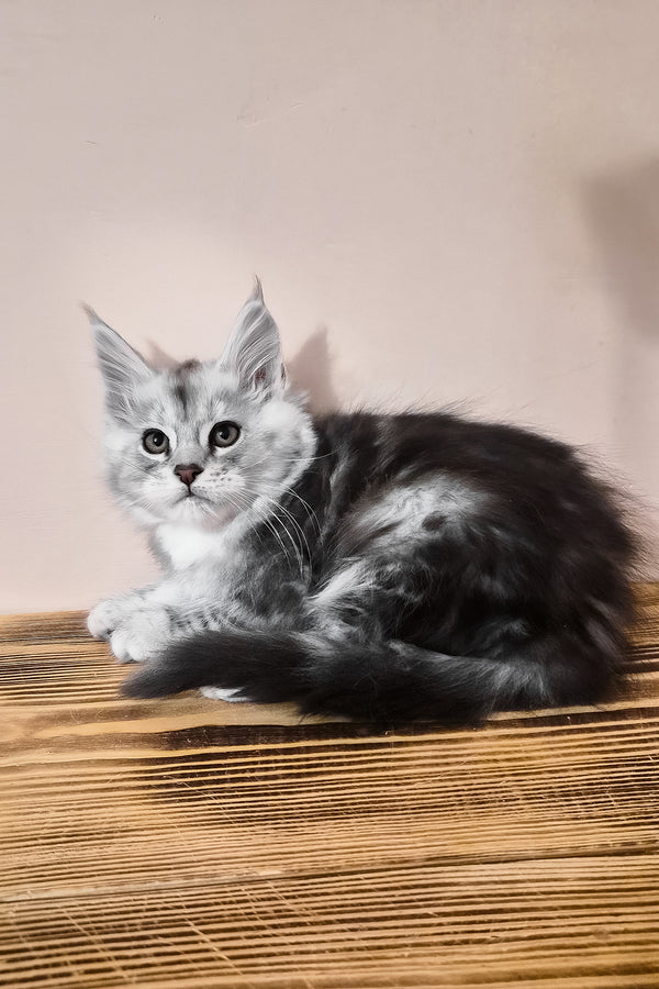 Nordin | Maine Coon Kitten