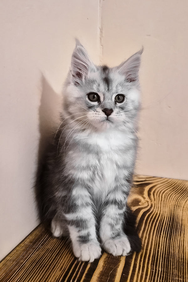 Nordin | Maine Coon Kitten