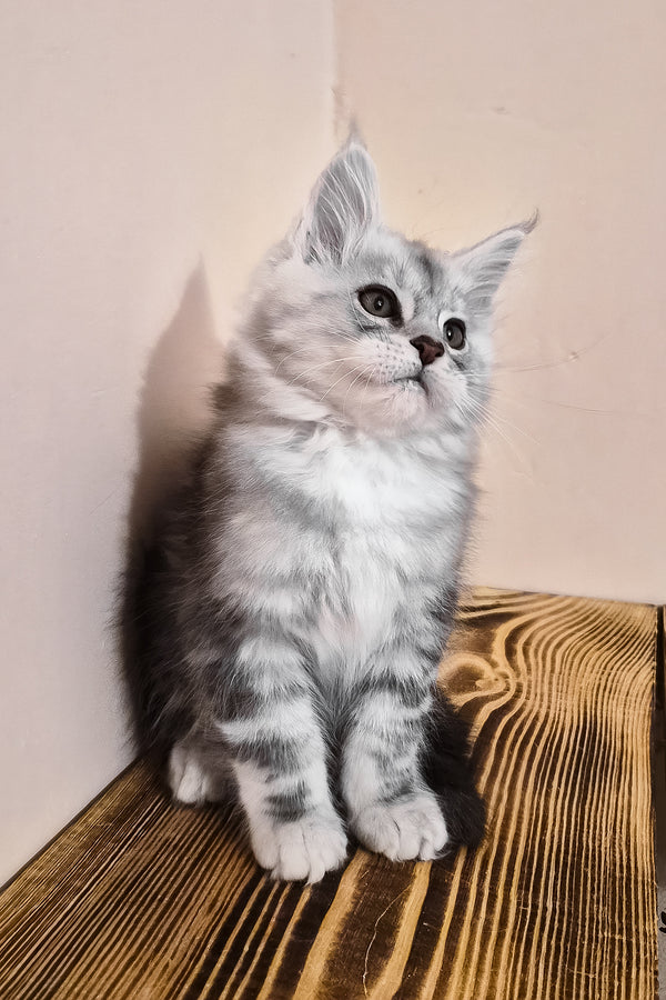 Nordin | Maine Coon Kitten