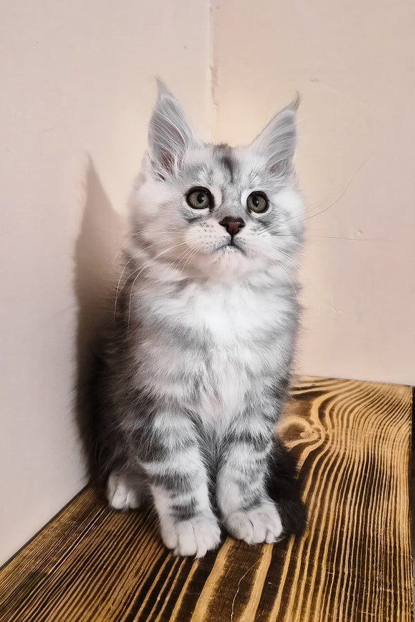 Nordin | Maine Coon Kitten