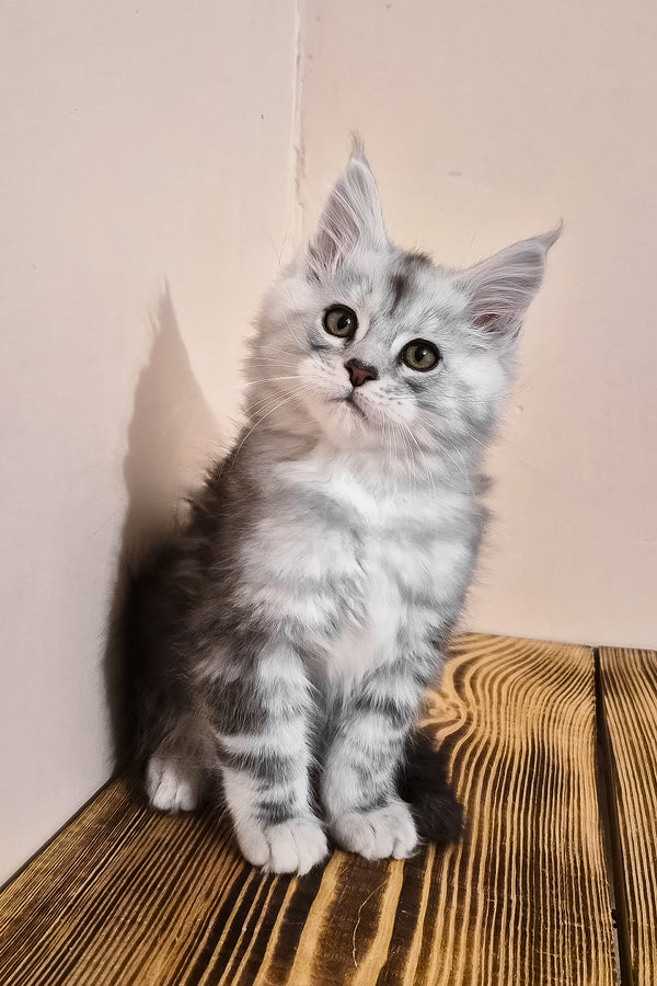 Nordin | Maine Coon Kitten