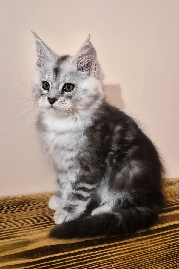 Nordin | Maine Coon Kitten